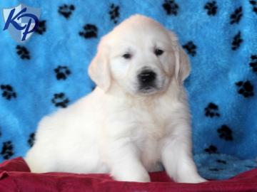 Golden Retriever Welpen mit papieren wha