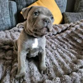 American Staffordshire Terrier Welpen Wh