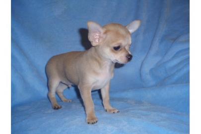 Chihuahua und Chihuahua-Mix Welpen