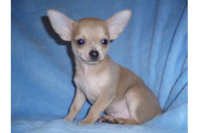 Chihuahua und Chihuahua-Mix Welpen