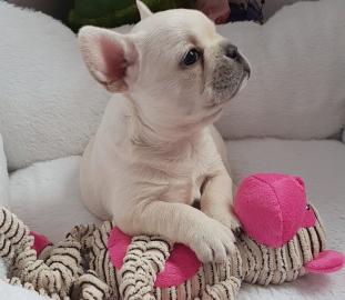 CHIHUAHUA Welpen ( VDH/FCI Papiere)