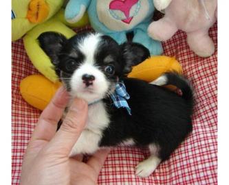 CHIHUAHUA Welpen ( VDH/FCI Papiere)