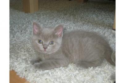 BKH Kitten suchen liebes Zuhause