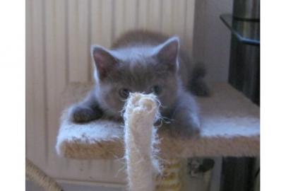 BKH Kitten suchen liebes Zuhause