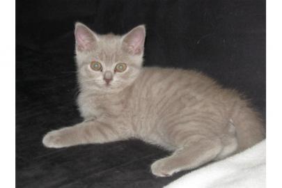 BKH Kitten suchen liebes Zuhause