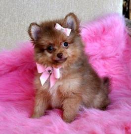 Bildsch�ne Pomeranian Welpen