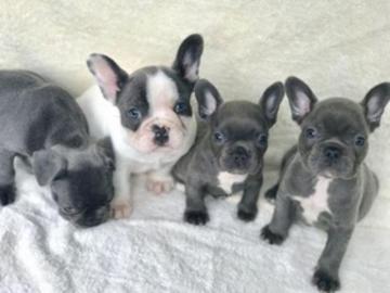 franz?sische Bulldog Welpen