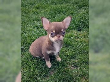 Super niedliche Chihuahua Welpen in sch