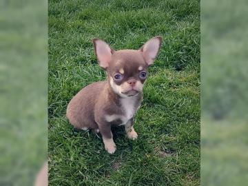 Super niedliche Chihuahua Welpen in sch�