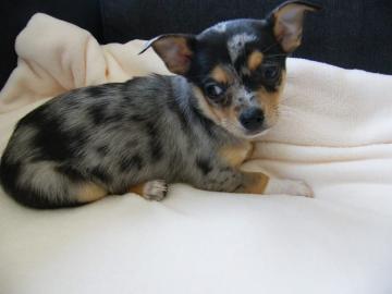 Super niedliche Chihuahua Welpen in sch�