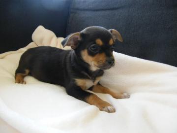 Super niedliche Chihuahua Welpen in sch�