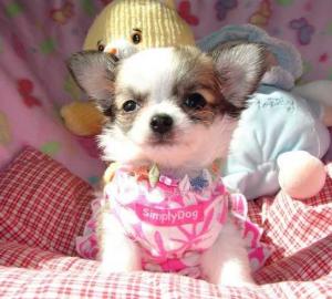 Zuckers��e Teppichflitzer - ChihuahuaBa