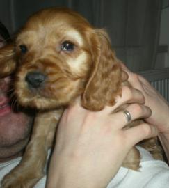 Verkaufe einen Cocker Spanielwelpen (Wei