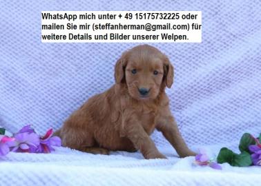 Gl�cklicher Goldendoodle Welpe zu verkua