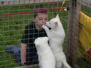 Reinrassige Siberian Husky Welpen zur Ve