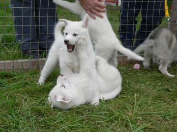 Reinrassige Siberian Husky Welpen zur Ve