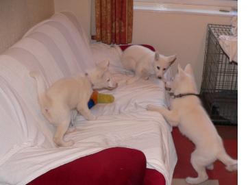Reinrassige Siberian Husky Welpen zur Ve