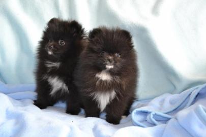 Pomeranian welpen++