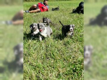Junge Pit Bull Terrier H�ndin abzugeben