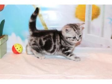 Wundersch�ne BKH Kitten mit Stammbaum