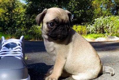 Bildh�bsche Mops Welpen