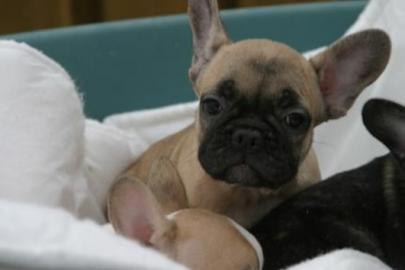 Franz�sisch Bulldogge-Welpen