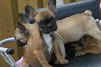 Franz�sisch Bulldogge-Welpen