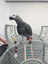 J. Handaufgezogene Graupapageien. 