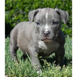 Pitbull Welpen Rude und Hundinnen