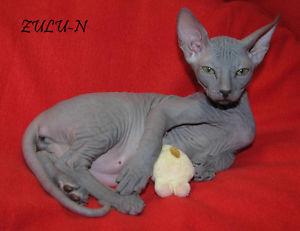 Hallo, ich bin ein Don Sphynx