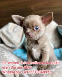 s��e MINI chihuahua welpen mit Papieren