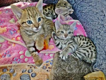 Reinrassige Savannah Kitten zu verkaufe