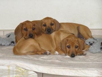 Rhodesian Ridgeback � Welpen mit Papiere