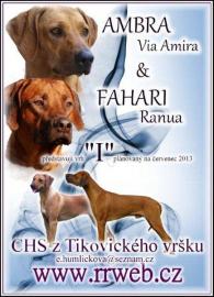Rhodesian Ridgeback � Welpen mit Papiere