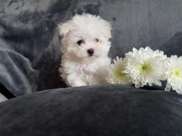 Maltese puppys Beschikbaar voor verkoop