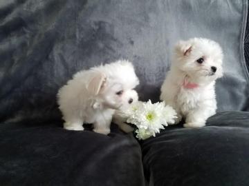 Maltese puppys Beschikbaar voor verkoop
