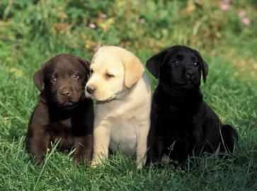 Labrador - Retriever Welpen