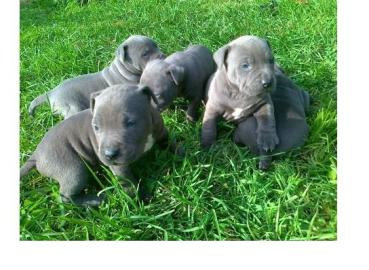American Blue-Line Pit Bull Terrier Welp