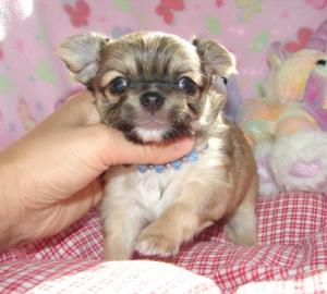 Se Mini Chihuahua Welpen