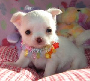 S��e Mini Chihuahua Welpen