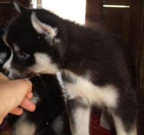 Siberian Husky