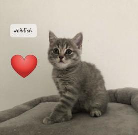 BKH Kitten Reinrassig