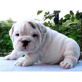 M�nnliche und weibliche Englisch bulldo