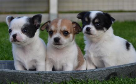 Wundersch�ne Chihuahua Welpen in tollen