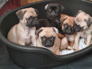 m�nnliche und weibliche Mops-Welpen