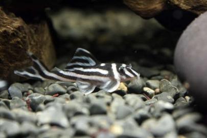 Qualit�t Tropical Aquarium Fische