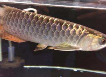 Qualit�t Tropical Aquarium Fische