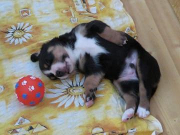 Grosser schweizer Sennenhund