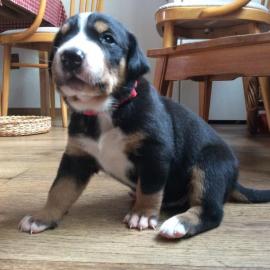 Grosser schweizer Sennenhund