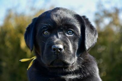 Labrador Retriever Welpe (R�de)